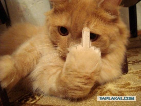 Ударим КОТОВТОРНИКОМ по УГ-постингу