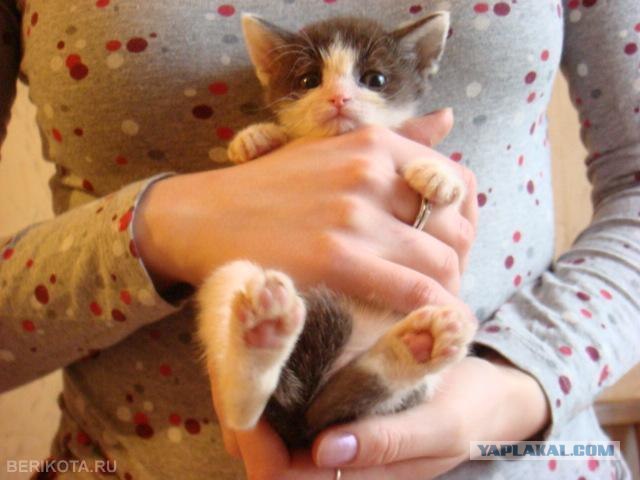 В рамках "Котовторника" (35 фот)