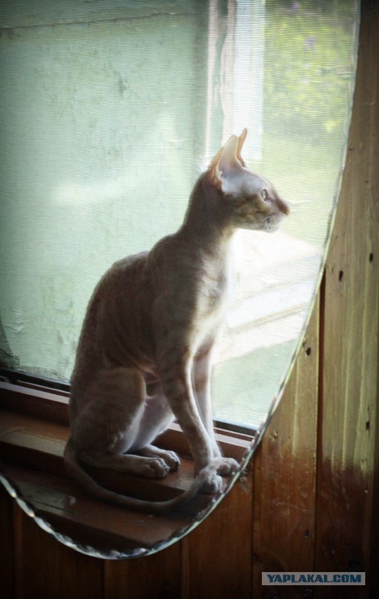 Котовторник на 6 июля