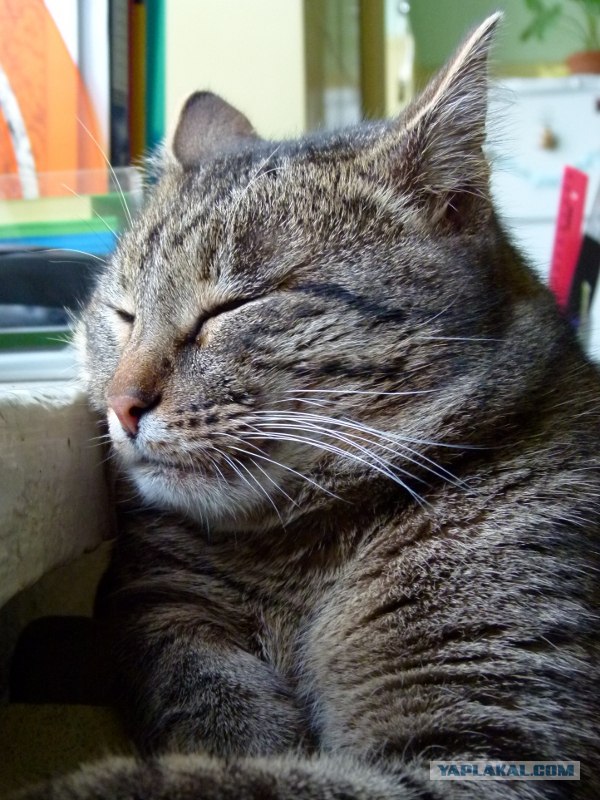 Котейкин вторник! Космический 12.04!
