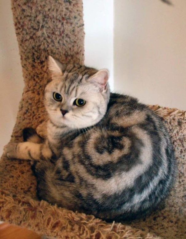 Прикольных котов пост