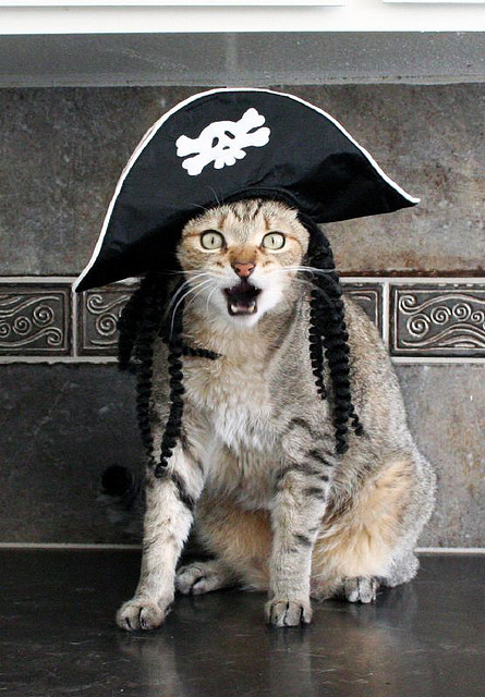 Состоятельный котовторник