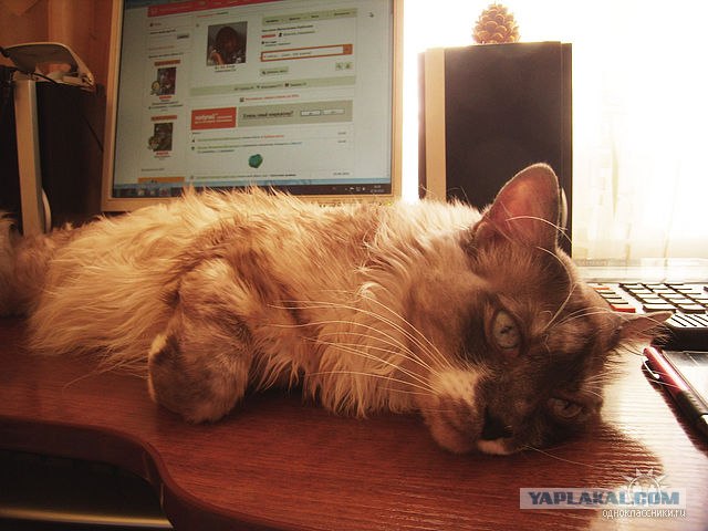 Котовторник 06.12.2011