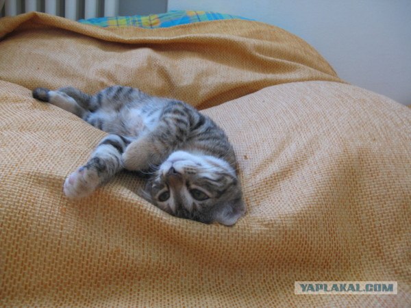 Котовторник 20.12.2011