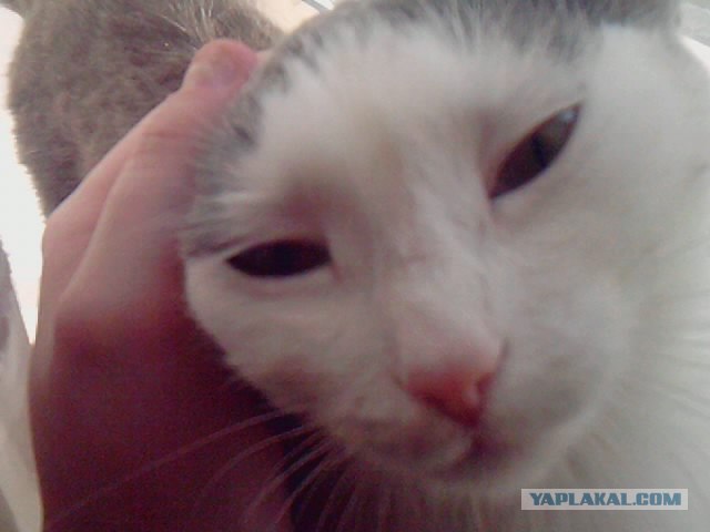 Котовторник (28.02.2012)