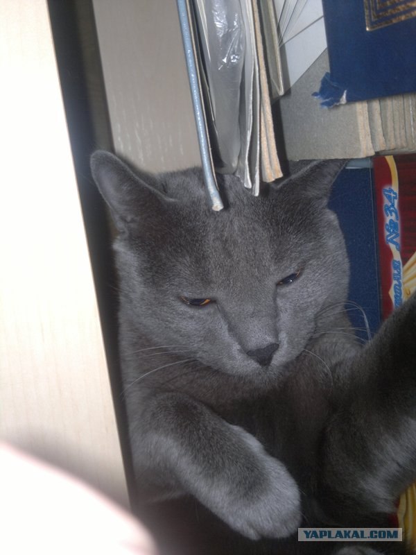 Котовторник  19.06.2012