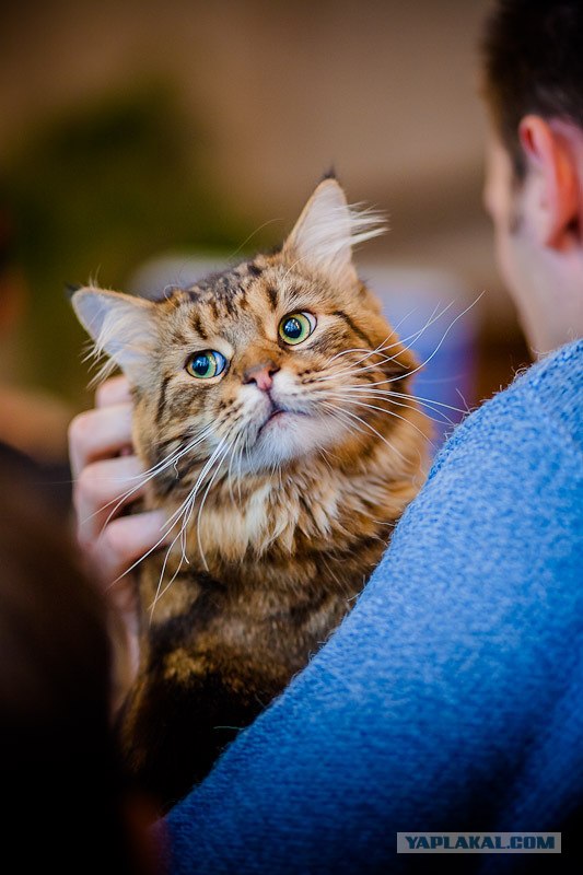 Новогодний Котовторник 01.01.2013