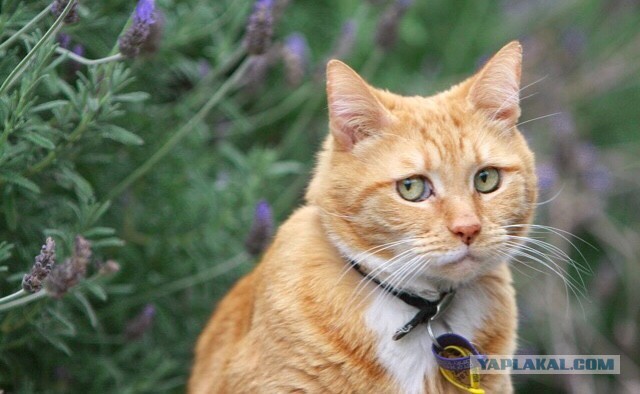 Харчо с маринованной алычой. Часть 1 - маринованная алыча.