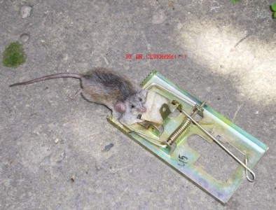 Мышеловка большой ёмкости