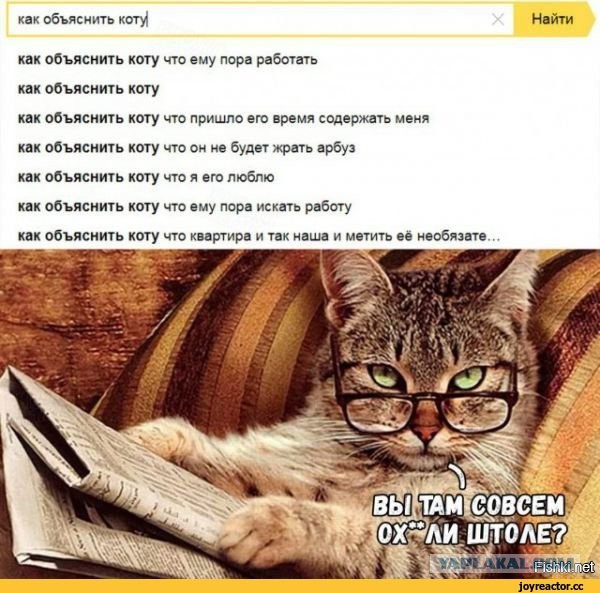 Как объяснить коту, что...