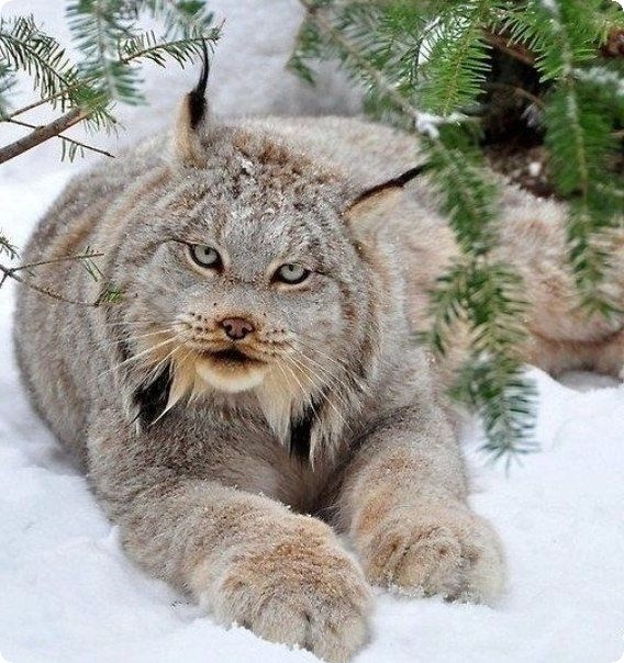 Живность из сети