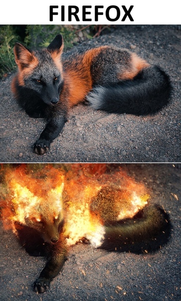 Огненная лиса