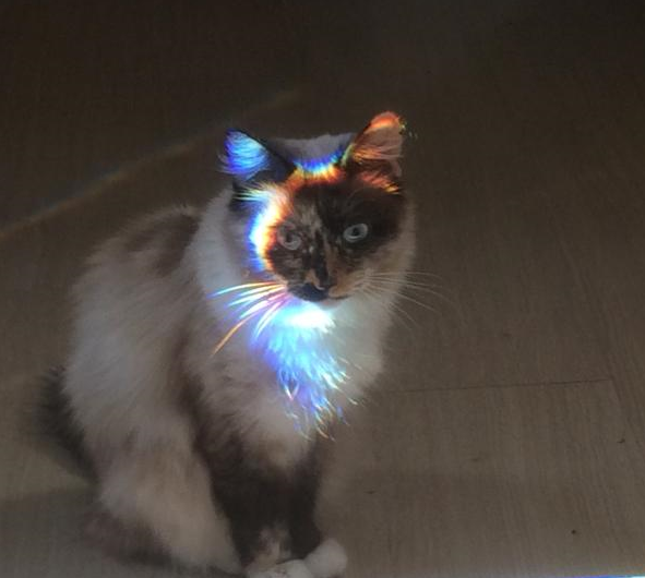 Котейки и солнышко
