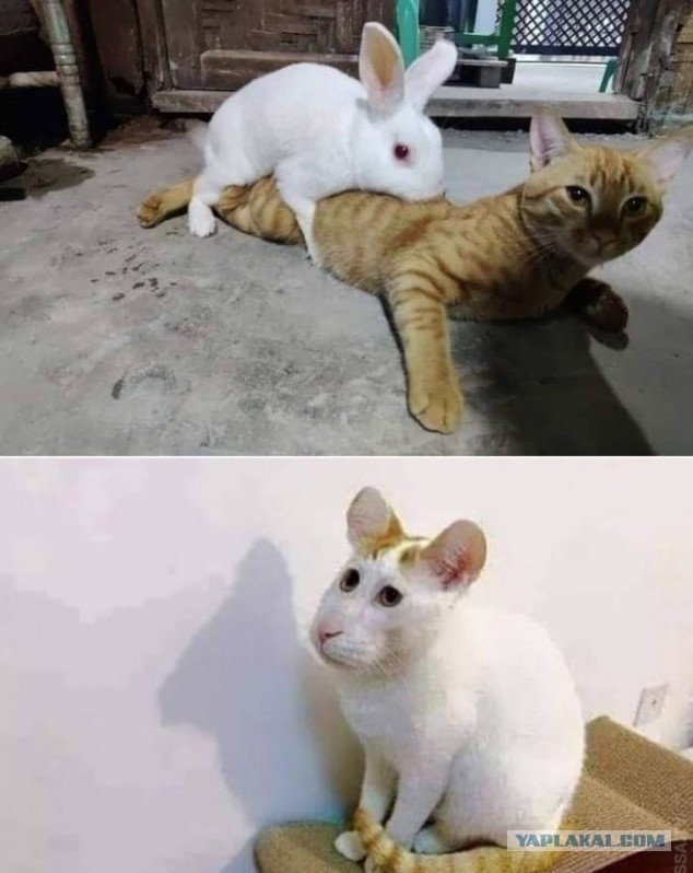 Кто эти парни?