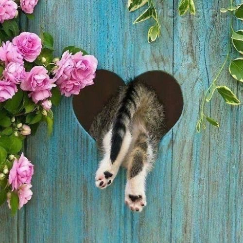 А это мой котан к котовторнику