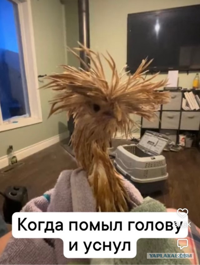 ТРРРРРидцать тРРРРРи от 22 маРРРРта!