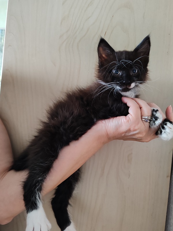 Котовторник