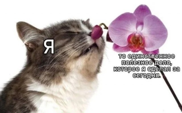 К котовторнику: подборка картинок-баянов с котиками и про котиков. Выпуск 12
