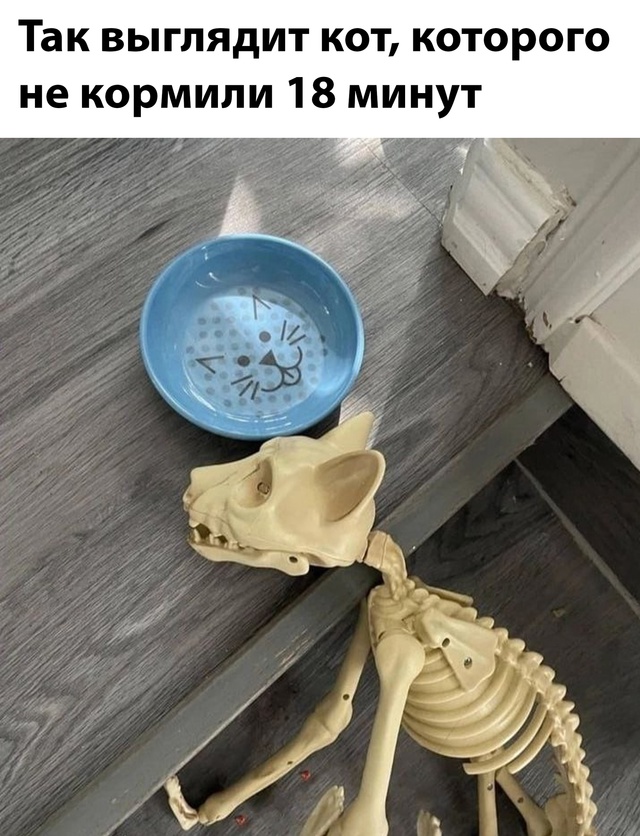 Весёлый полтишок 08.07.25