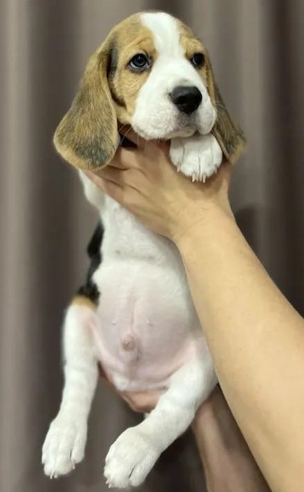 Новый член семьи