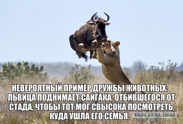Кот Василий и его друг