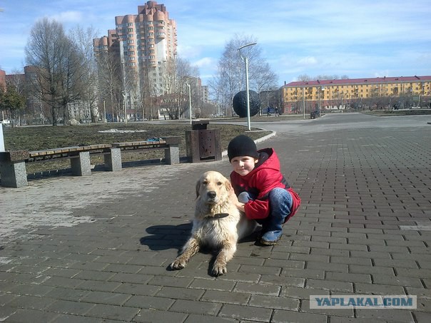 Что такое собака в доме