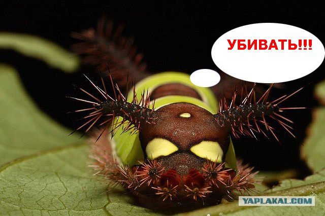Что за ТВАРЬ?