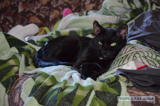 Коты, которых никто не понимает