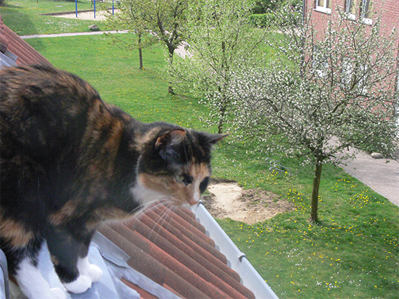 Котовторник 27.5.2014