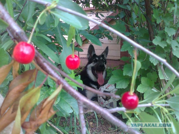 Мой малый друг Мухтар