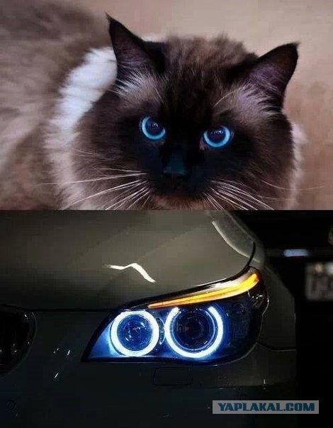 Кто любит котеек так как я?