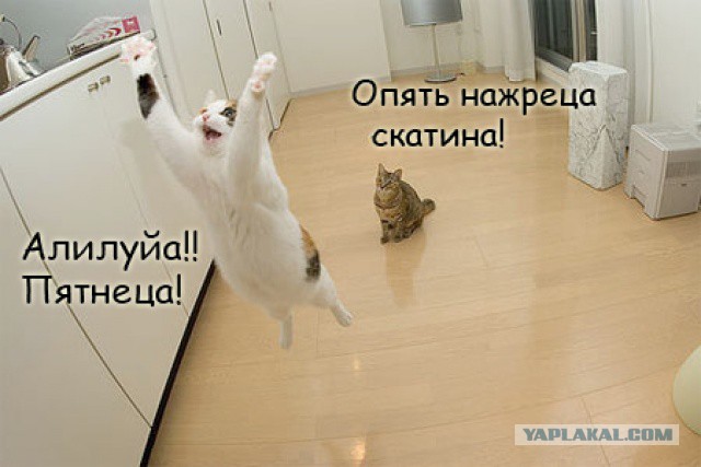 Смешные картинки