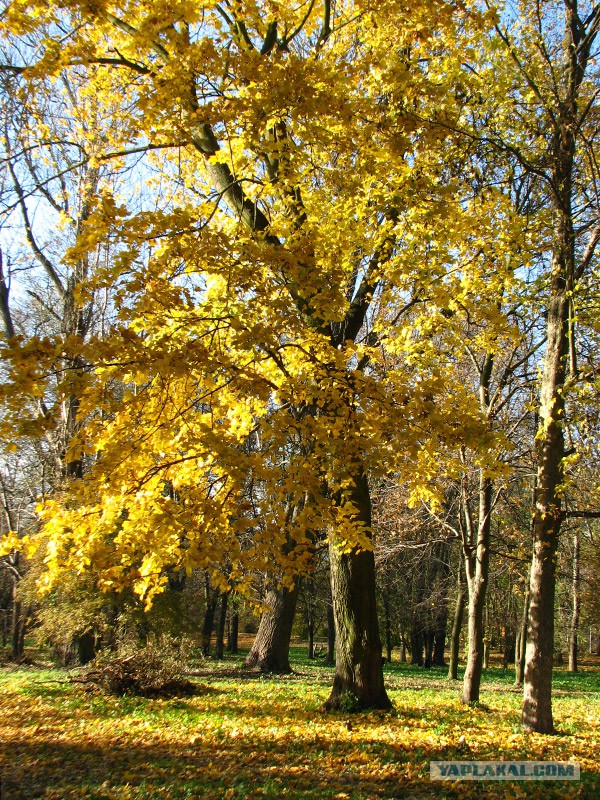 Хроники несожженного фотографа
