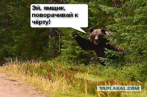 Фотожаба: Подвезите медведя