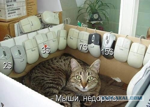 Котовторник 28.07.2015