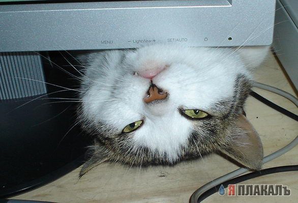 Коты, кошки, котята