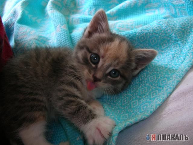 Коты, кошки, котята