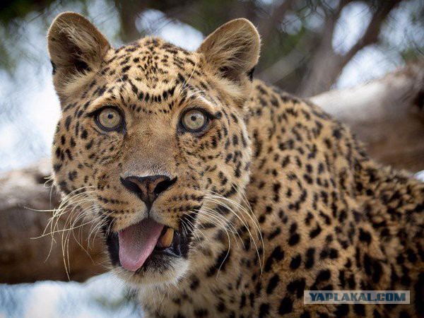 Больше, чем фото