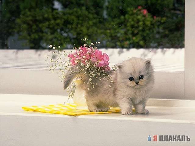 Коты, кошки, котята