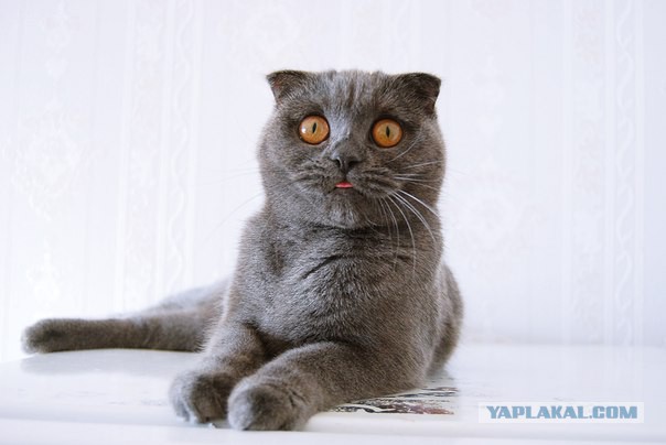 Голод vs Совесть