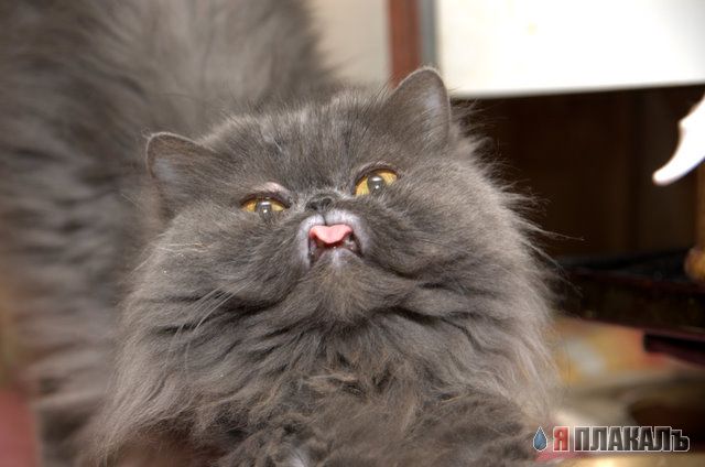 Коты, кошки, котята