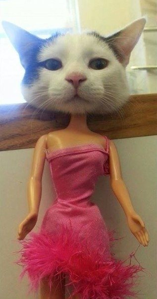 Мохнатые беспредельщики