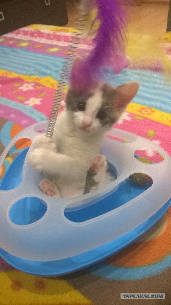 Котовторник 19.04.2016