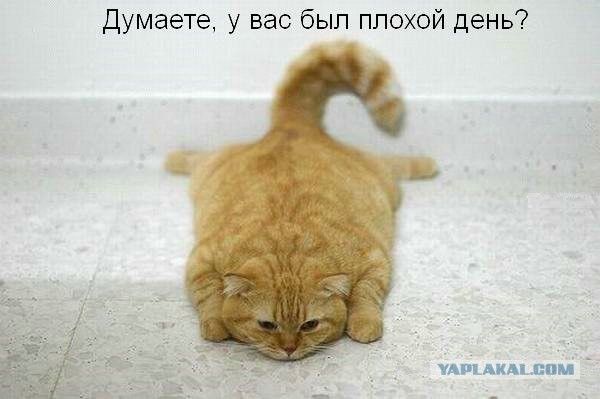 КотоВторник 26.04.2016