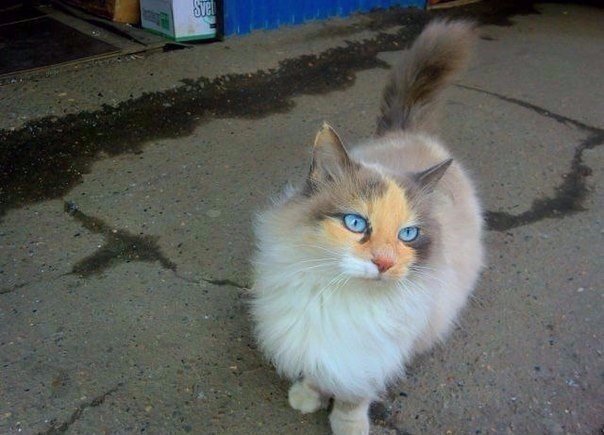 Мохнатые беспредельщики