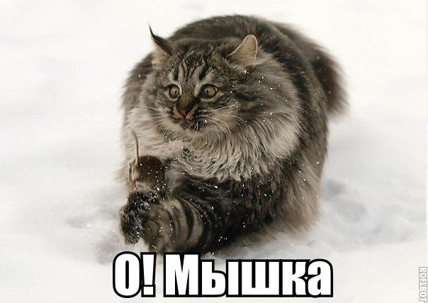 Мохнатые беспредельщики