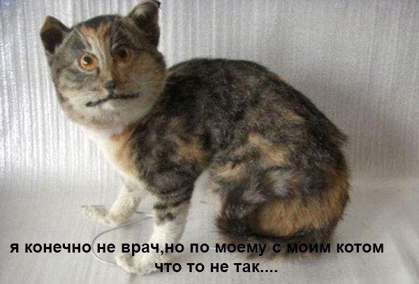 18 вещей, c которыми вы столкнетесь, когда заведете кошку