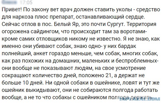 Онищенко предлагает усыплять бездомных собак, которых не забирают из приютов