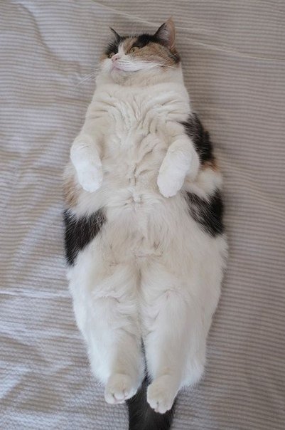 Коты и Кошки