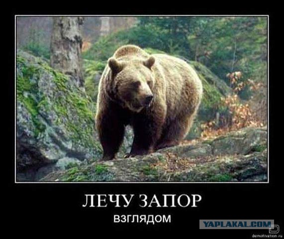 Что делать при встрече с медведем
